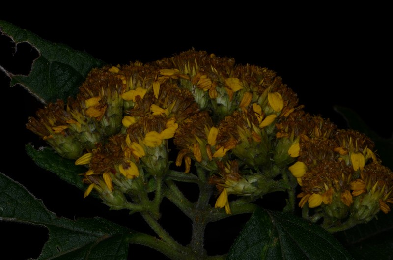Otopappus microcephalus photo 6