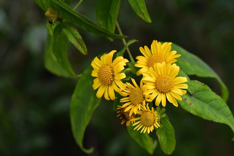 Otopappus scaber