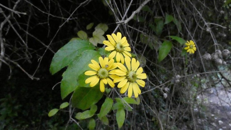 Otopappus scaber photo 2