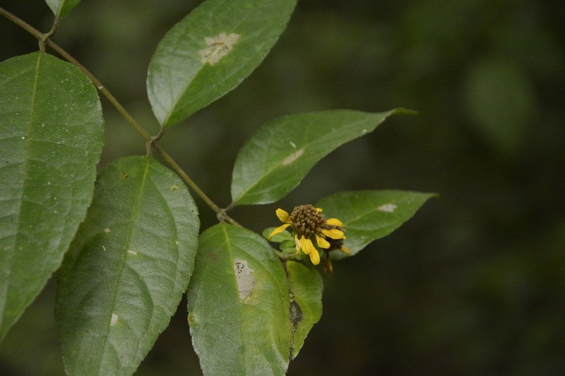 Otopappus scaber photo 4