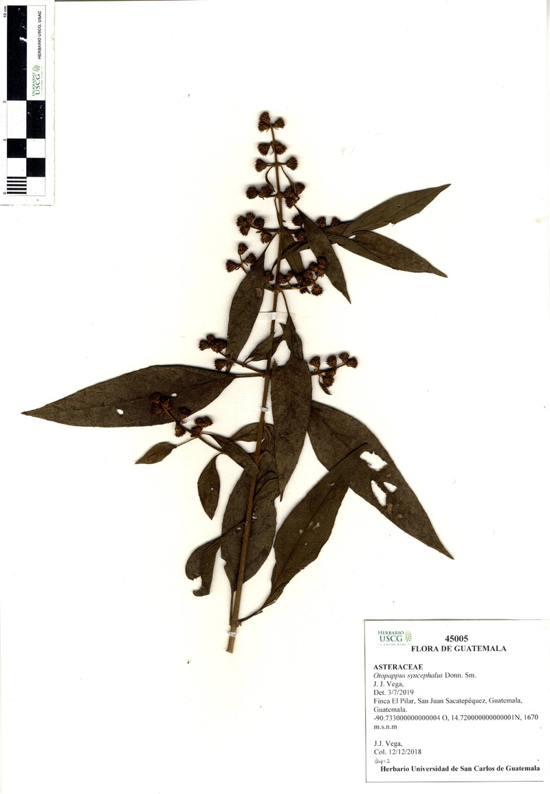 Otopappus syncephalus