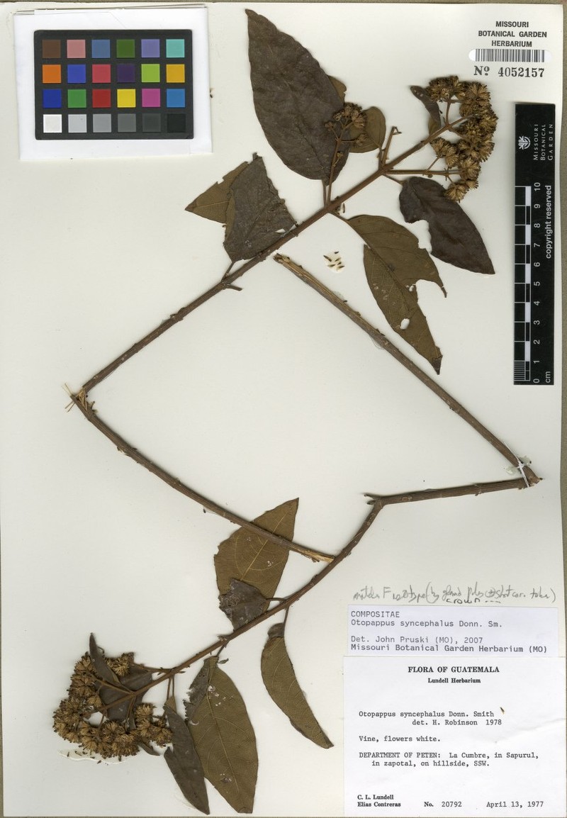 Otopappus syncephalus photo 2
