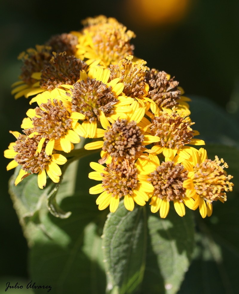 Otopappus tequilanus photo 2