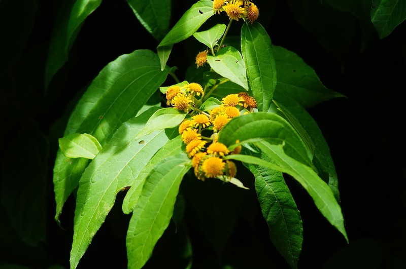 Otopappus tequilanus photo 3