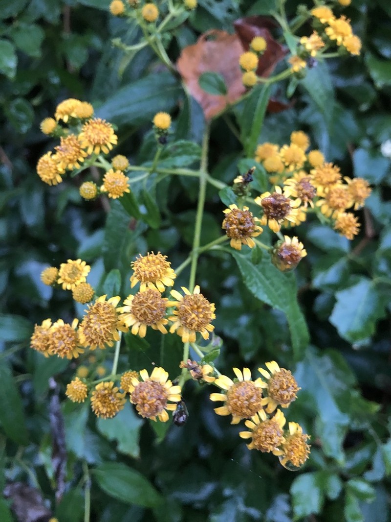 Otopappus tequilanus photo 4