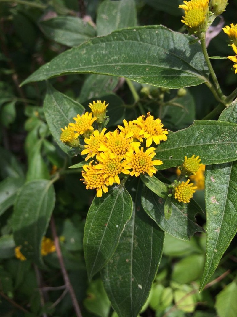 Otopappus tequilanus photo 6