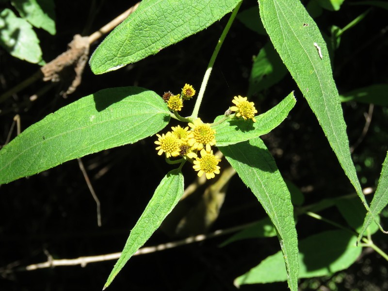 Otopappus tequilanus photo 7