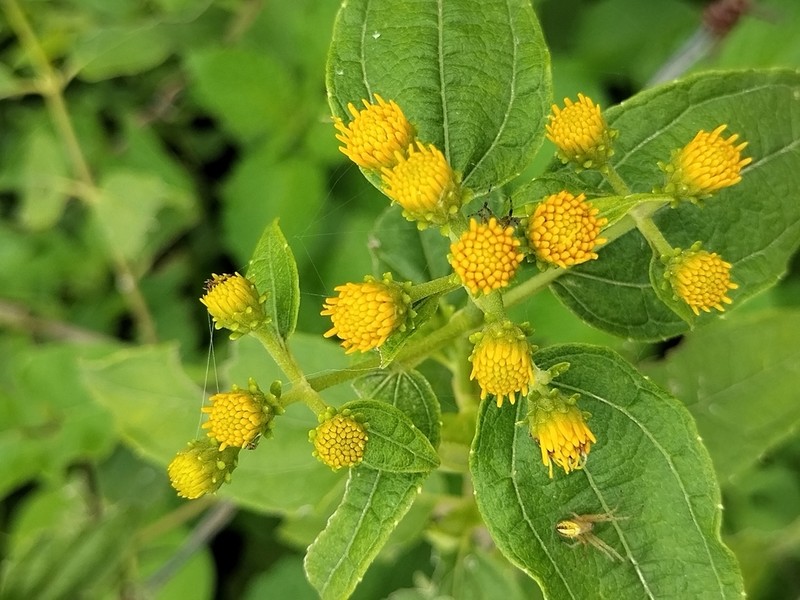 Otopappus tequilanus photo 8