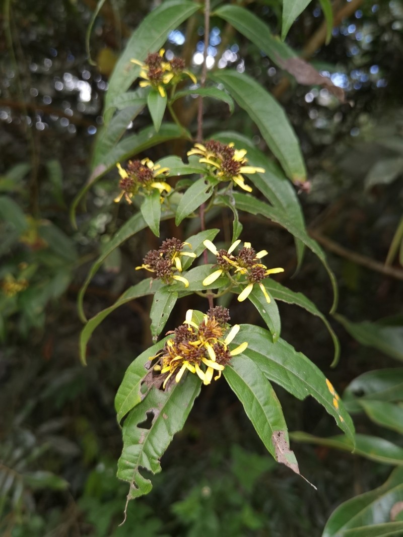 Otopappus verbesinoides