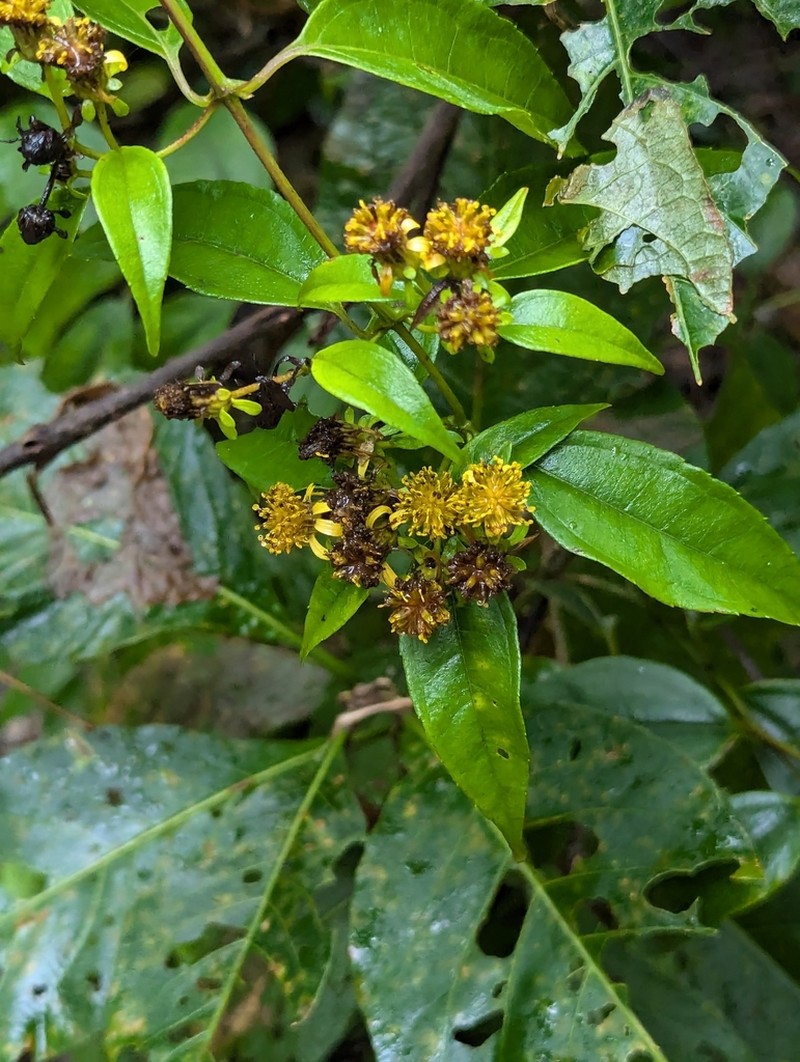 Otopappus verbesinoides photo 4
