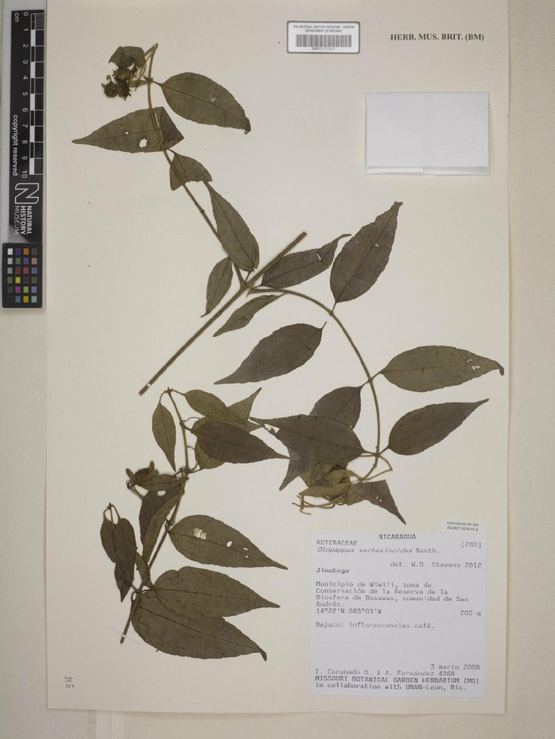 Otopappus verbesinoides photo 6