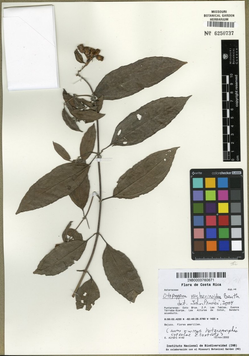 Otopappus verbesinoides photo 7