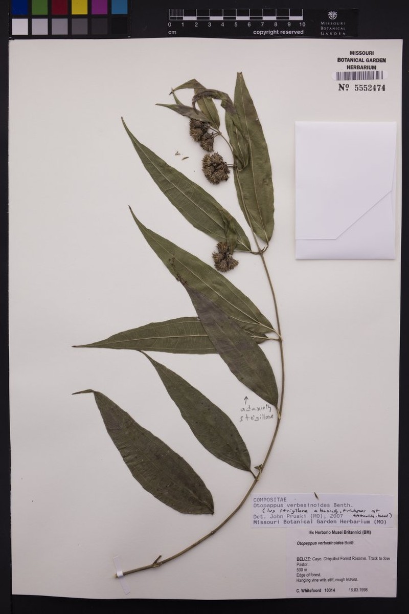 Otopappus verbesinoides photo 8