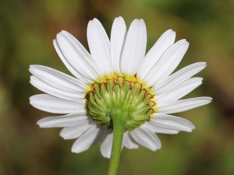 Otospermum glabrum