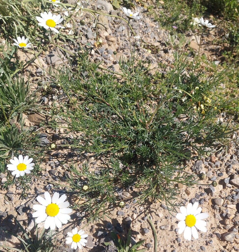 Otospermum glabrum photo 2
