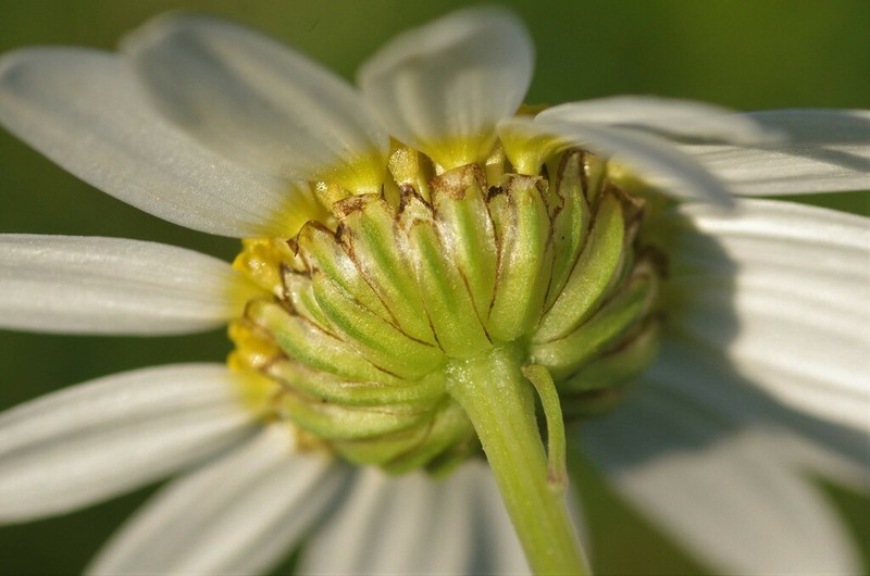 Otospermum glabrum photo 3
