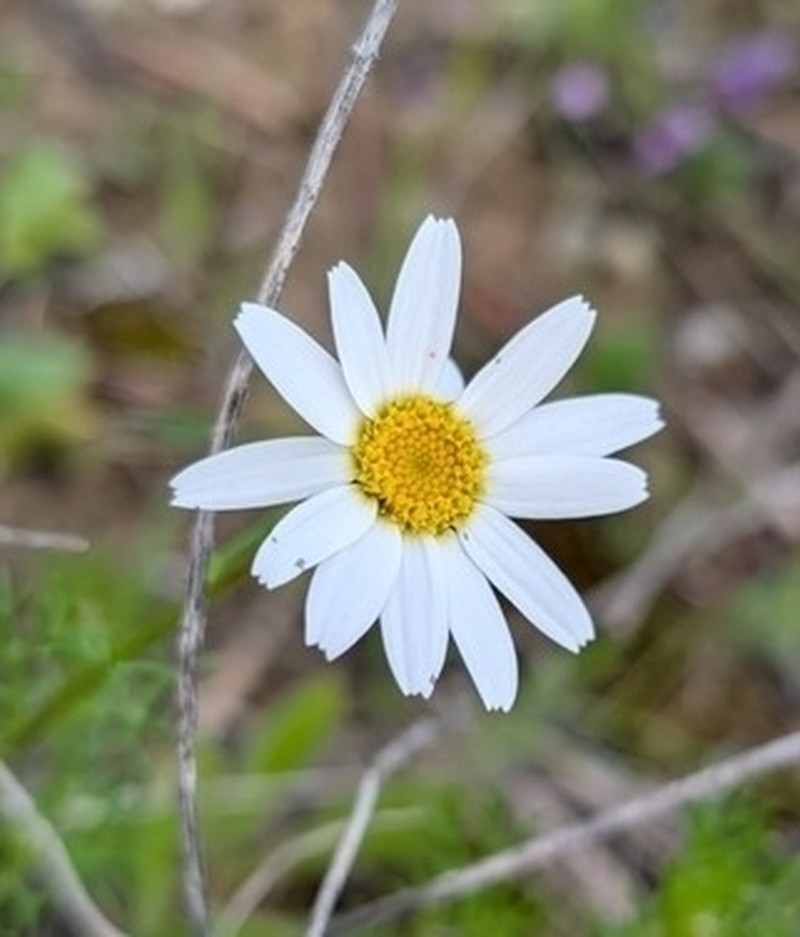 Otospermum glabrum photo 4