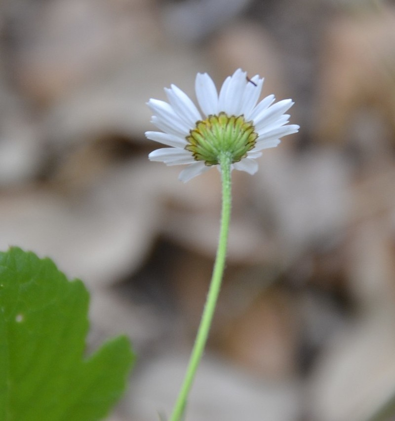 Otospermum glabrum photo 5