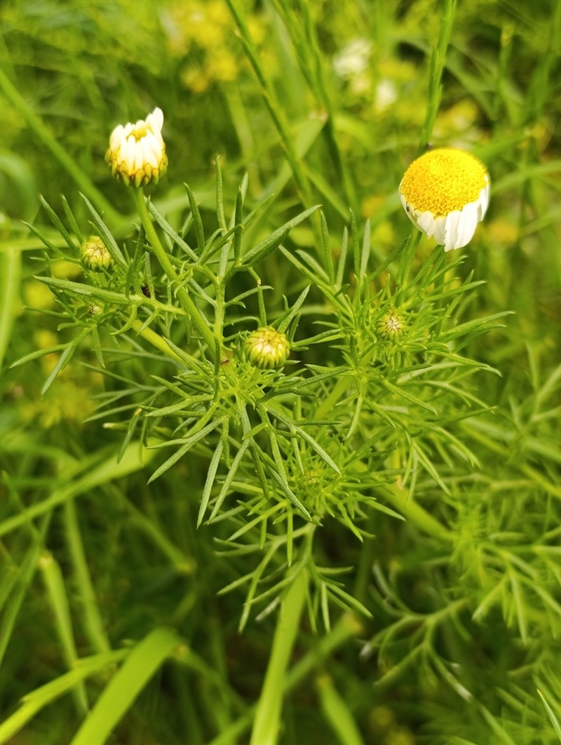 Otospermum glabrum photo 8