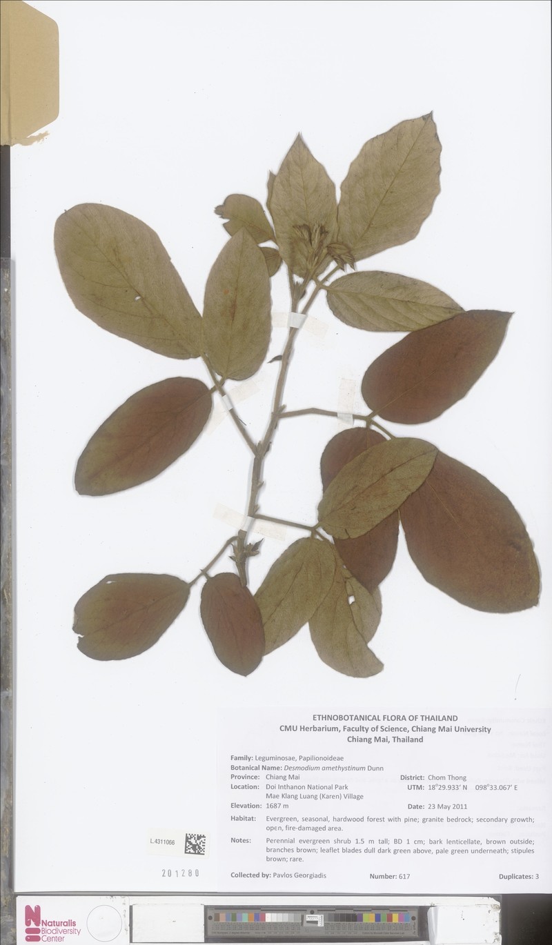 Ototropis amethystina