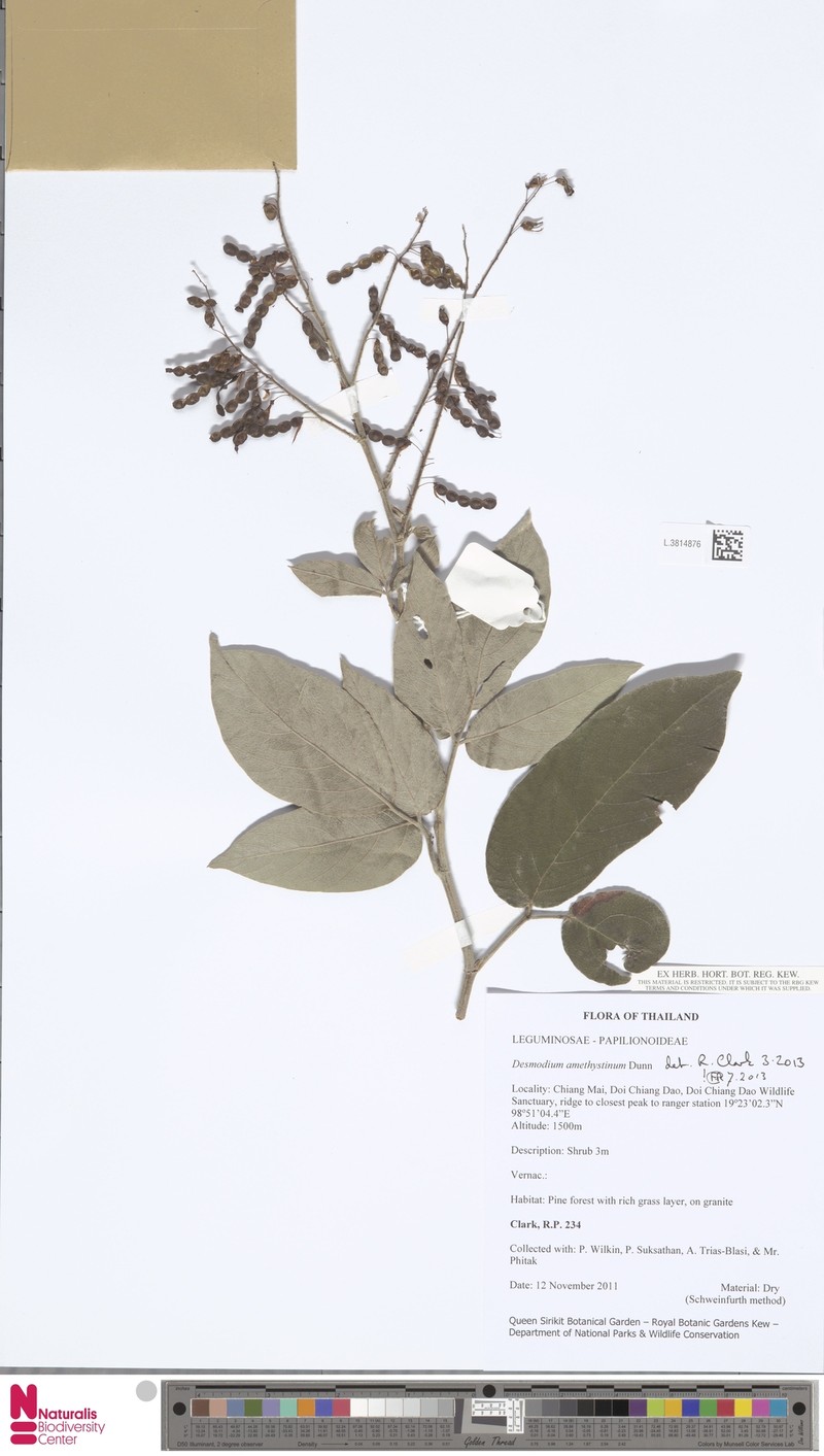 Ototropis amethystina photo 2
