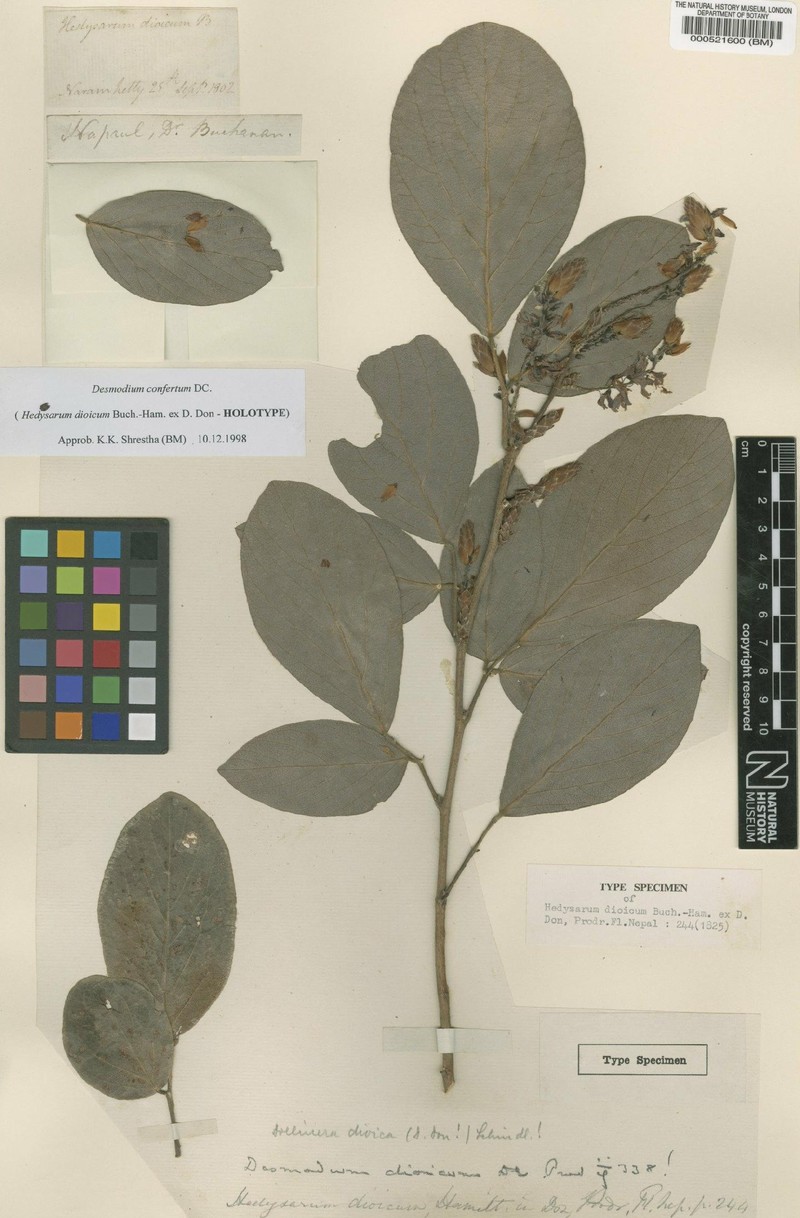 Ototropis conferta