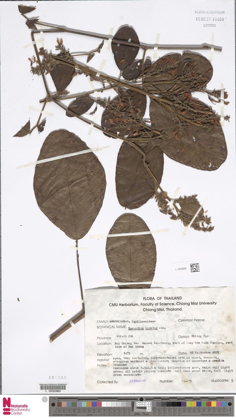 Ototropis hayatae photo 2