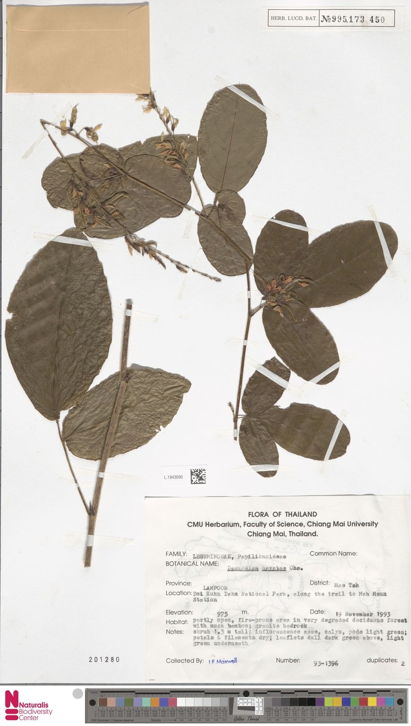 Ototropis hayatae photo 3