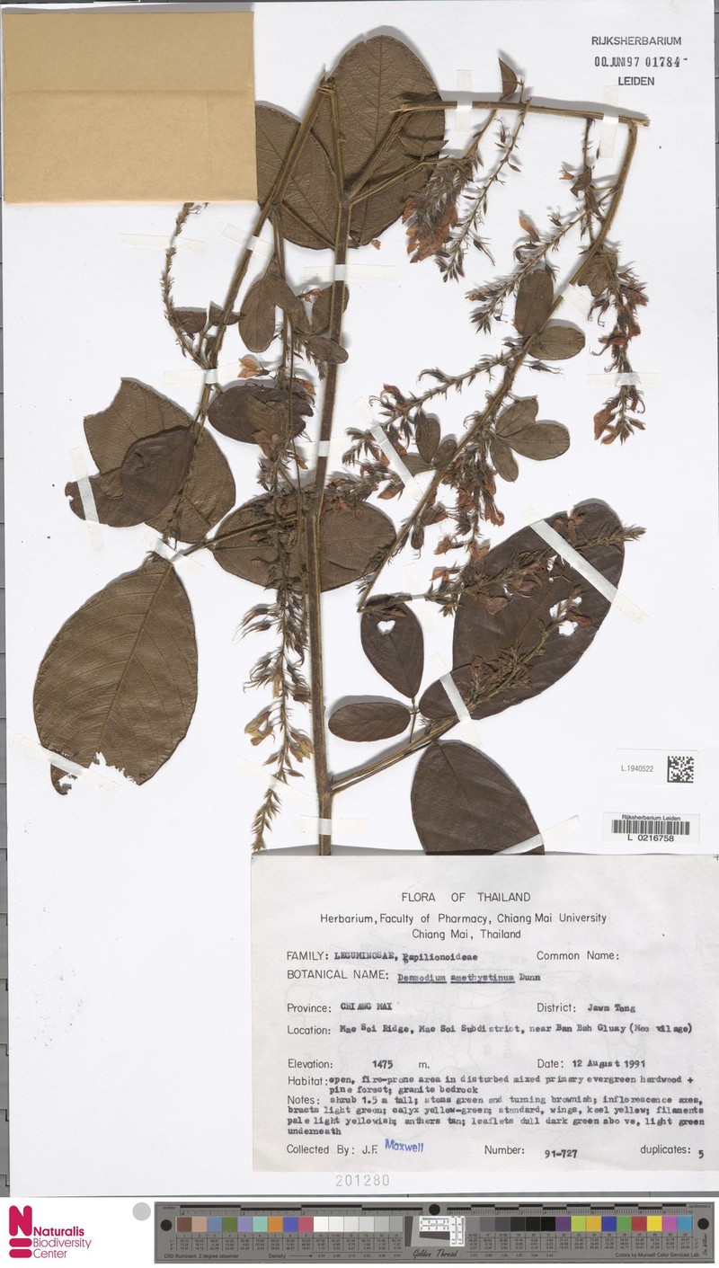 Ototropis hayatae photo 4