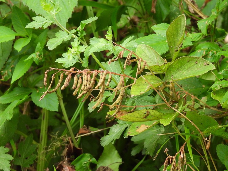 Ototropis multiflora