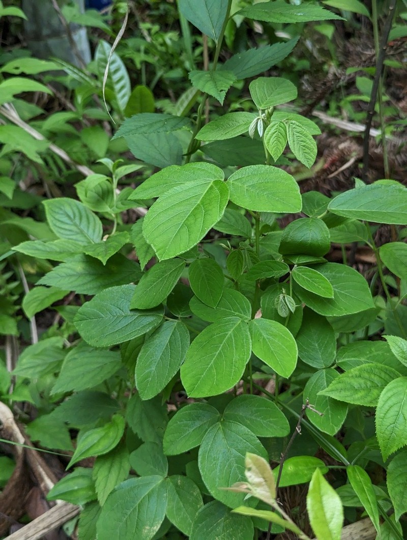 Ototropis multiflora photo 2
