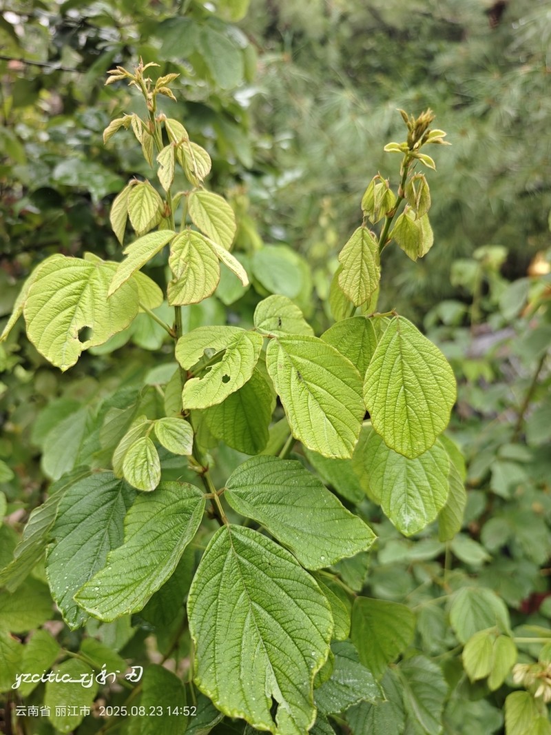 Ototropis multiflora photo 3