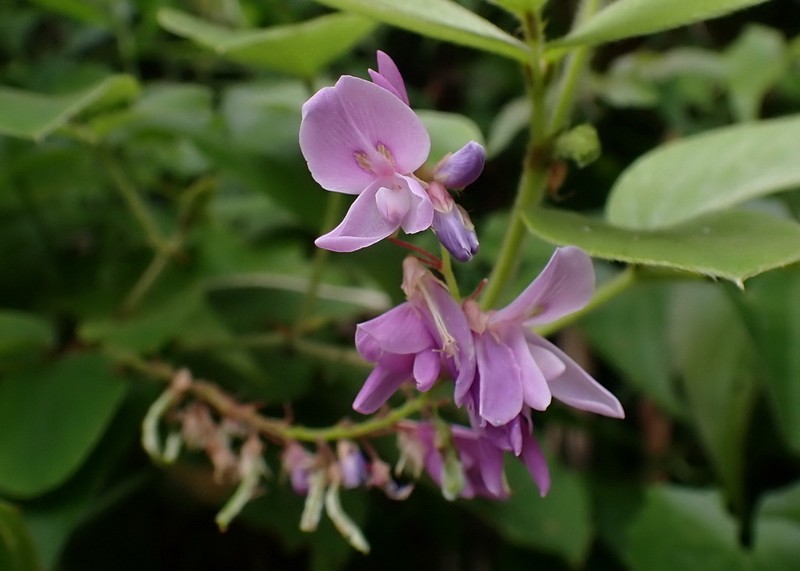 Ototropis multiflora photo 4