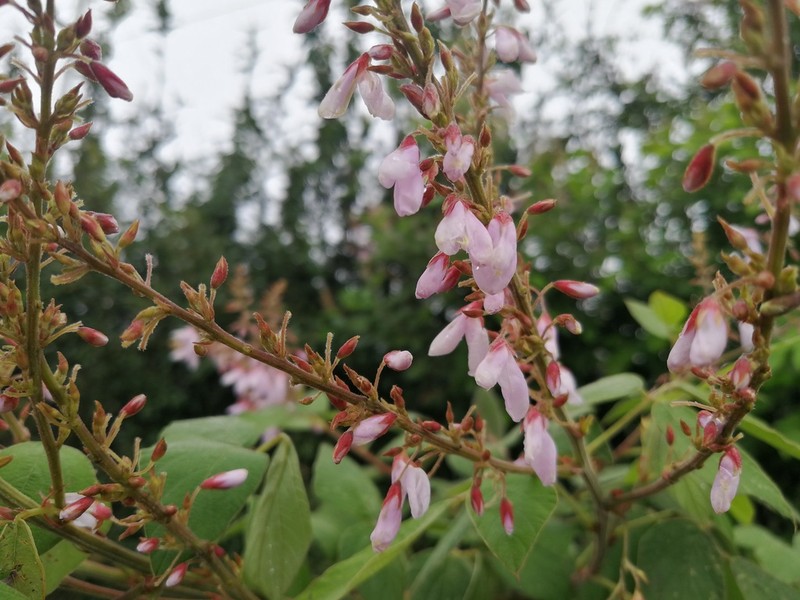 Ototropis multiflora photo 5