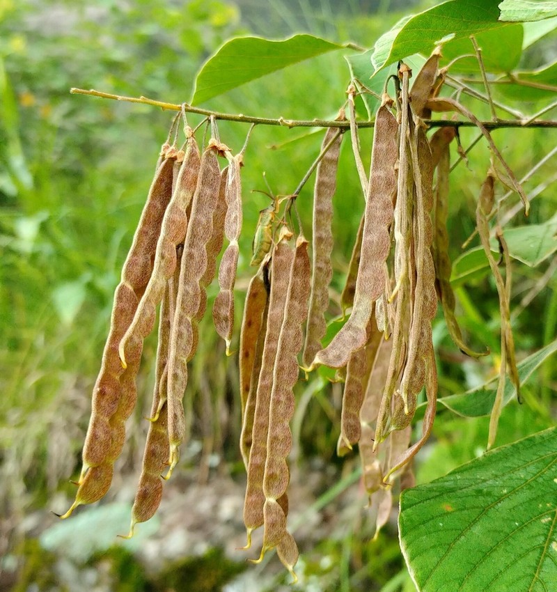 Ototropis multiflora photo 6