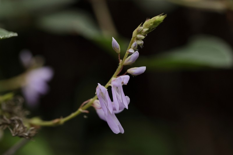 Ototropis multiflora photo 7