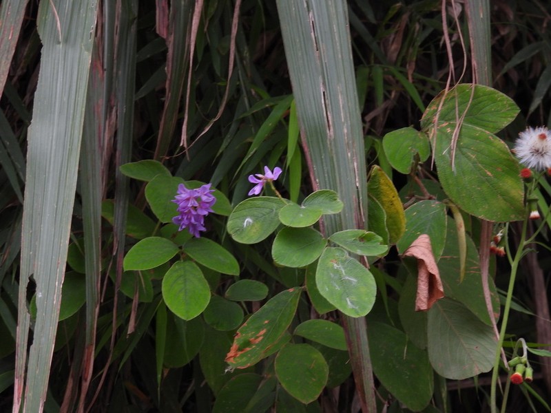 Ototropis multiflora photo 8