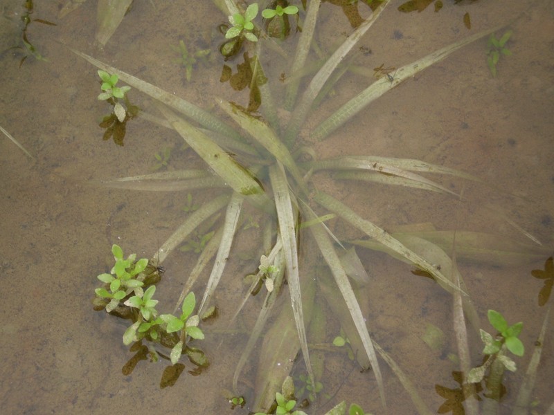 Ducklettuce photo 4
