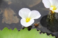 Ducklettuce