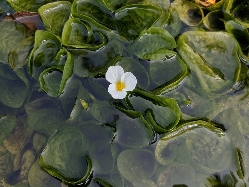 Ducklettuce photo 2