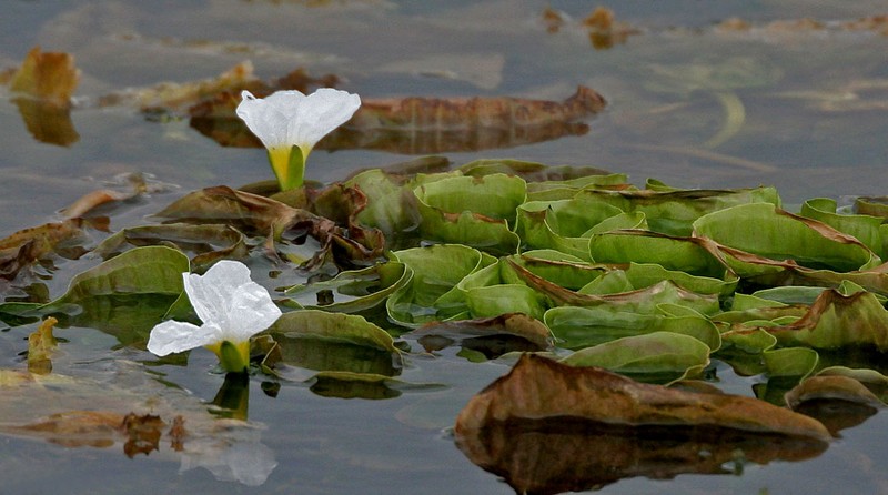 Ducklettuce photo 3