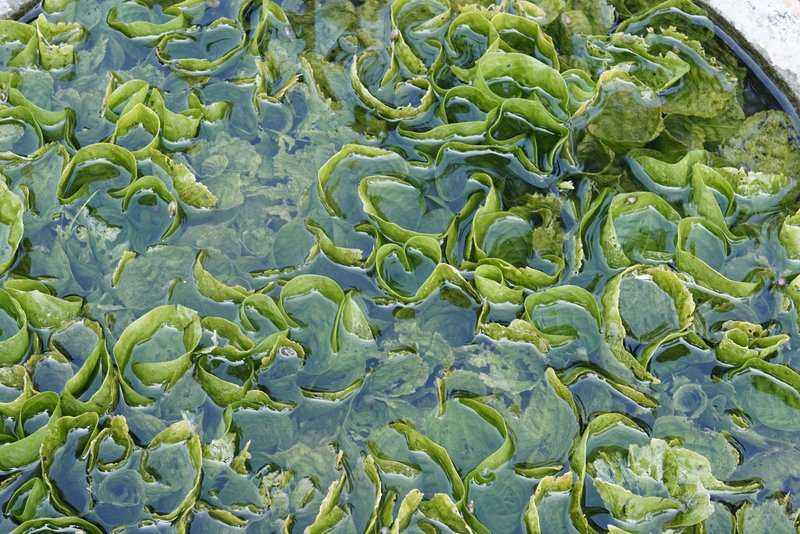 Ducklettuce photo 6