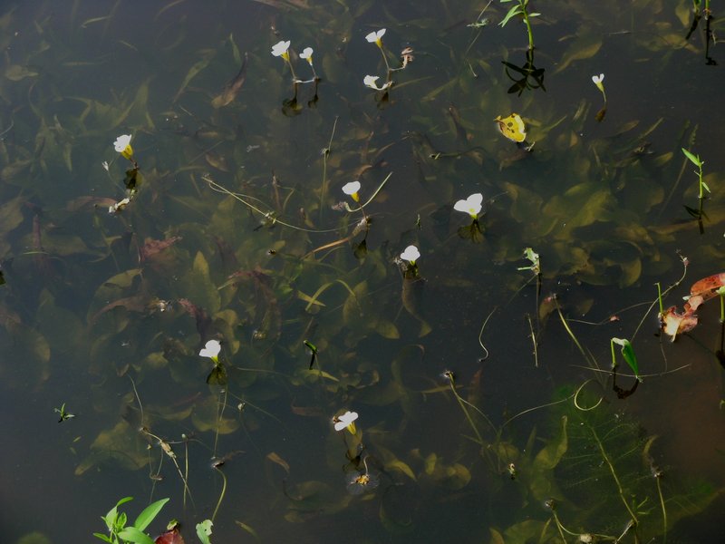 Ducklettuce photo 7