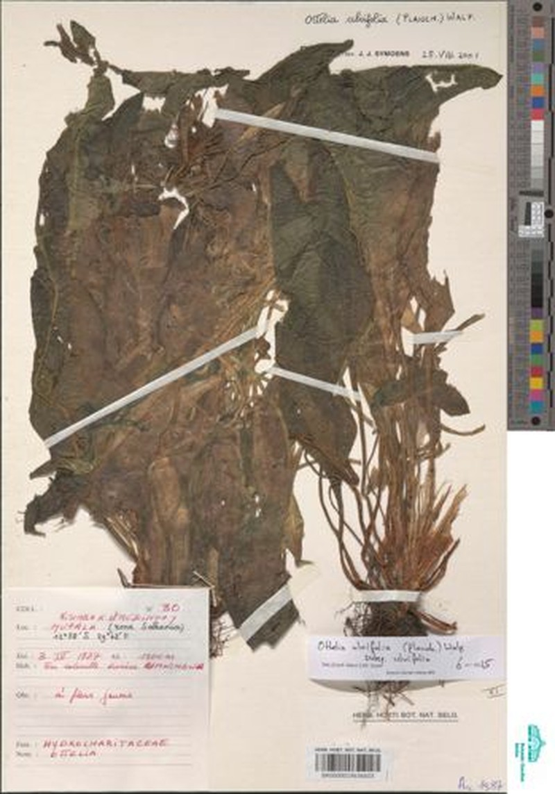Ottelia ulvifolia subsp. ulvifolia