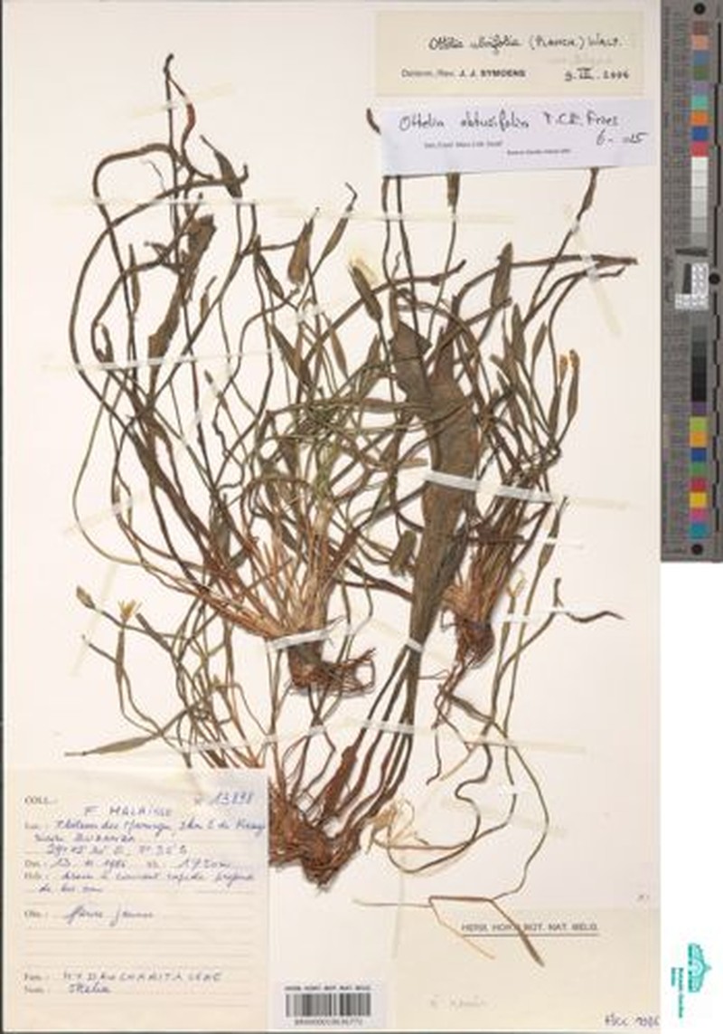 Ottelia ulvifolia subsp. ulvifolia photo 2