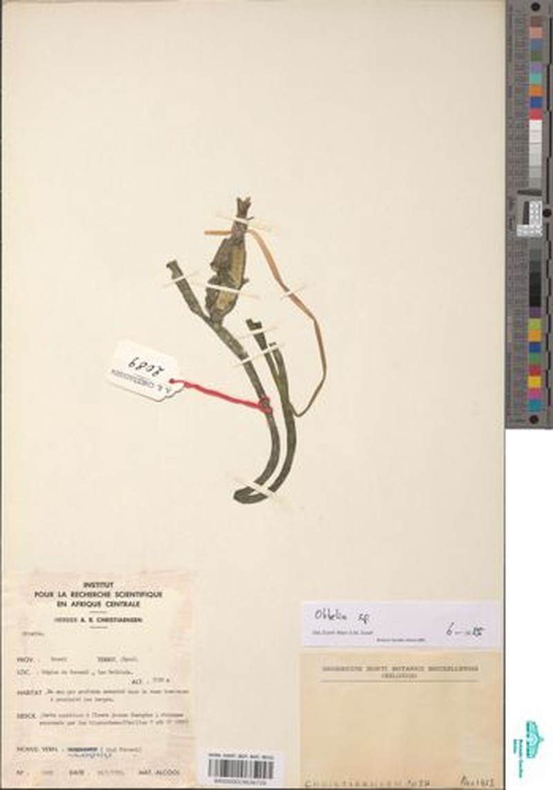Ottelia ulvifolia subsp. ulvifolia photo 4