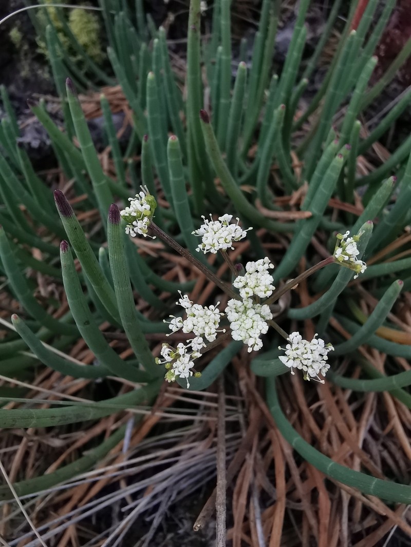 Ottoa oenanthoides photo 2
