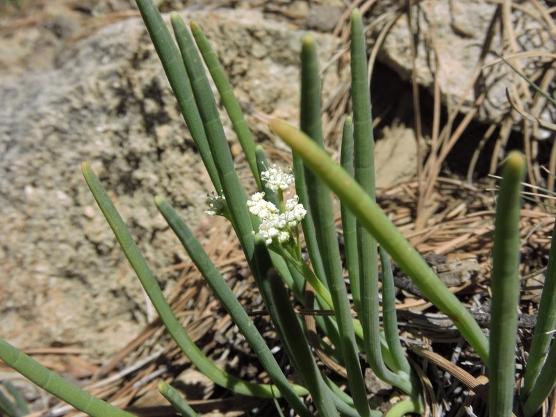 Ottoa oenanthoides photo 4