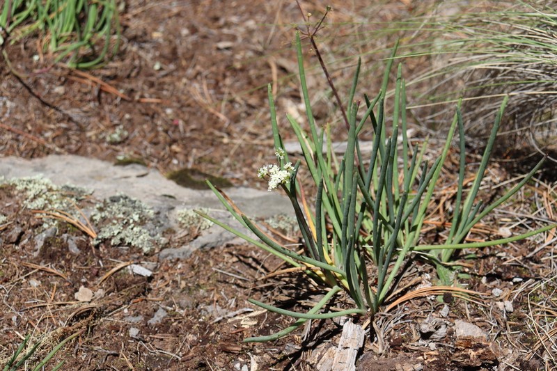 Ottoa oenanthoides photo 5
