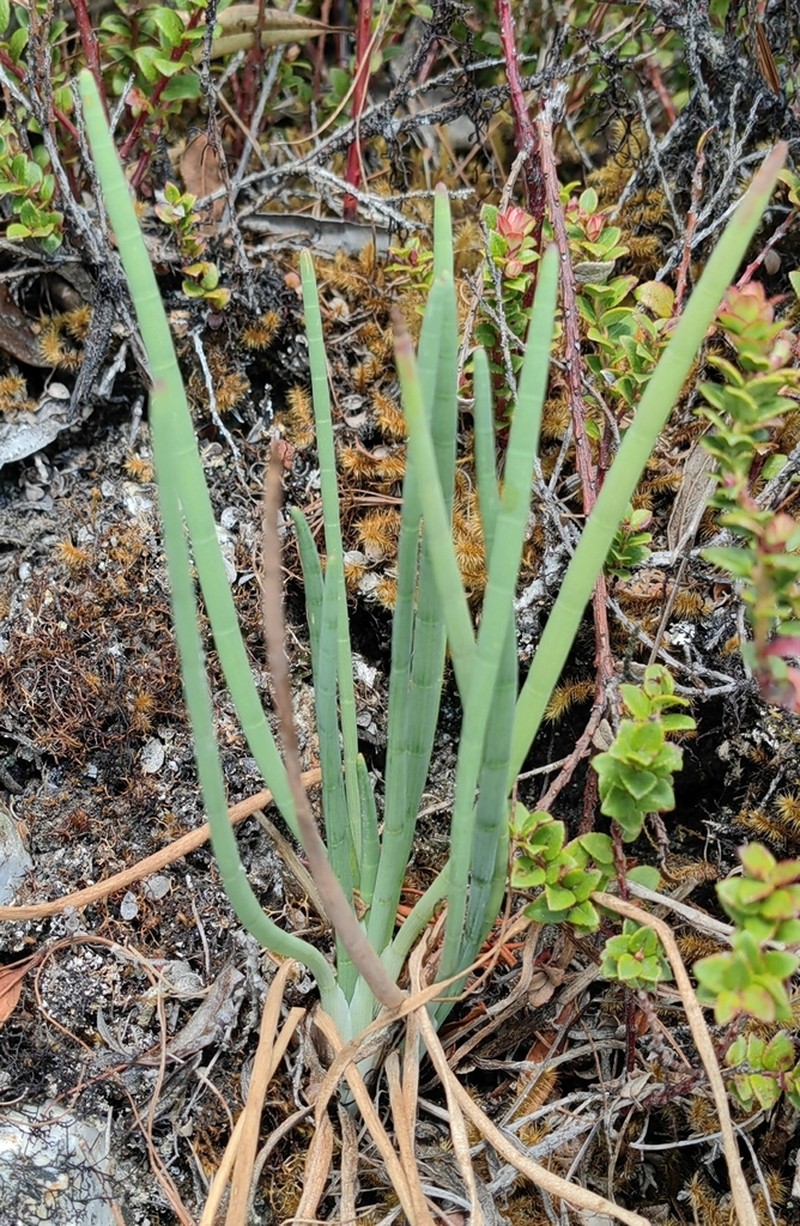 Ottoa oenanthoides photo 6